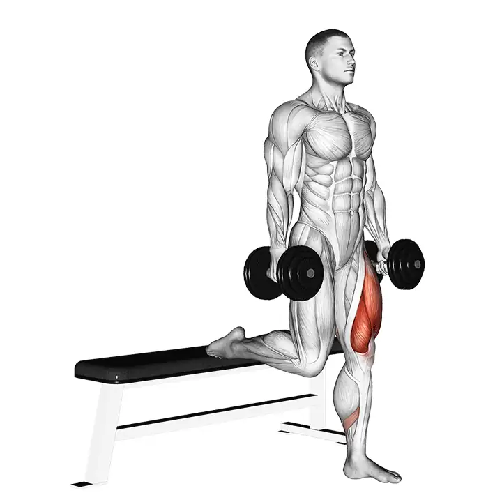 Squat split sur une jambe avec haltères